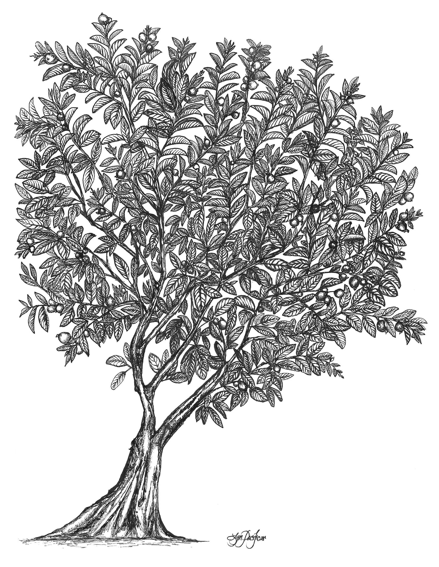 Mama Guava