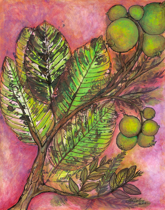 Guava Tree #1
